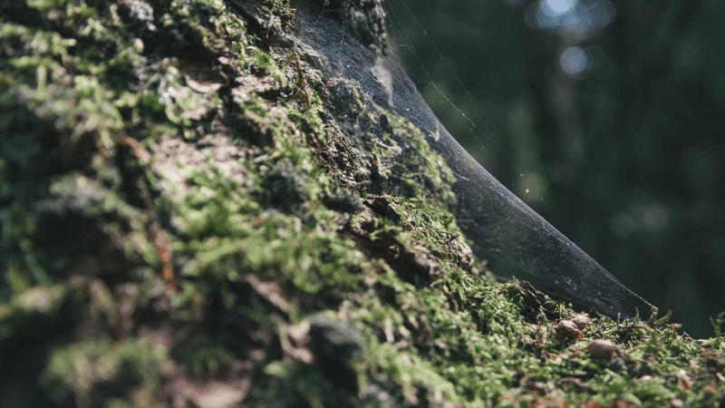 Wallpaper - professional stock photography