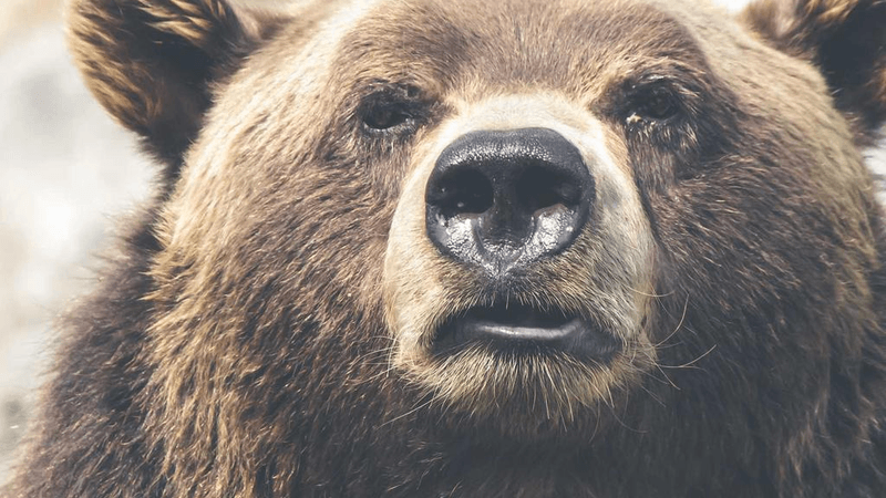 Wallpaper - professional stock photography